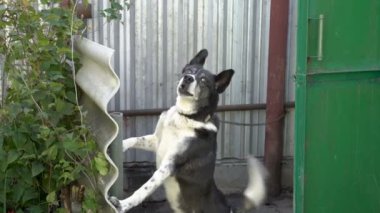Bir kötü yarda bekçi köpeği kameraya bakar ve arka ayakları üzerinde duran havlar. Yakın çekim. 4 k. 25 fps.