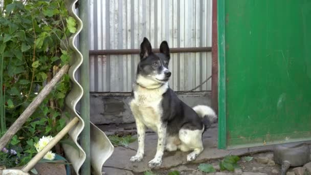 Watchdog Perro Blanco Negro Mira Cámara Ladra Sentado Patio Una — Vídeo de stock