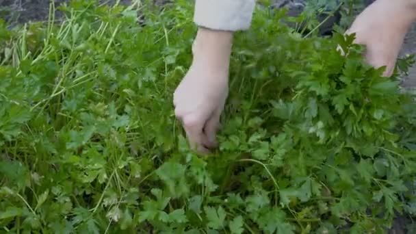 Vrouwen Handen Verzamelen Verse Groene Peterselie Tuin Een Zonnige Herfstdag — Stockvideo