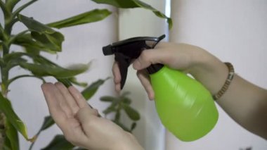 Yakın çekim, kız sprey spreyler su yeşil evin içinde belgili tanımlık pencere üzerinde bir houseplant bırakır. Yan görünümü. 4 k. 25 fps.