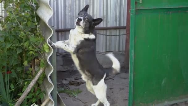 Ο σκύλος φύλακας μαύρο και άσπρο φλοιοί στέκεται στα πίσω πόδια στην αυλή και εξετάζει τη φωτογραφική μηχανή. Κοντινό πλάνο. 4 k. 25 fps — Αρχείο Βίντεο