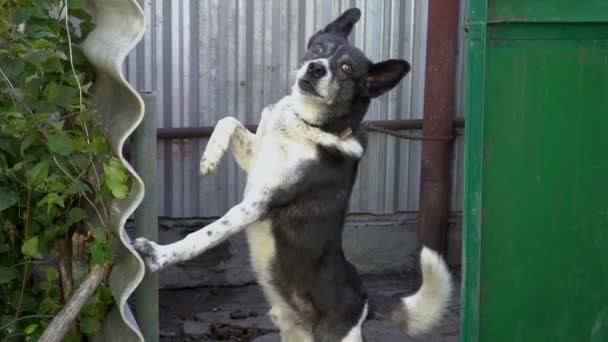 Primer plano, el malvado perro blanco y negro ladra y mira a la cámara de pie sobre sus patas traseras y se apoya contra la valla en el patio. 4K. 25 fps — Vídeo de stock