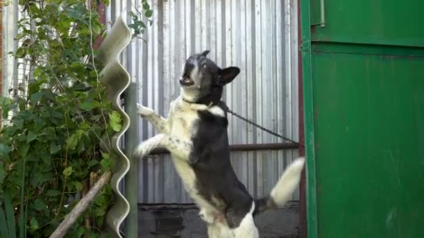 Un viejo perro guardián enojado ladra en la celda de pie sobre sus patas traseras y se apoya en la valla en el patio. De cerca. 4K. 25 fps — Vídeo de stock