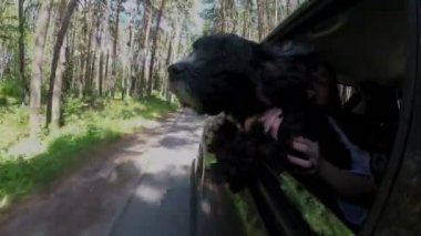 Bir siyah köpek orman üzerinden sürüş bir arabanın pencereden dışarı eğilir ve etrafına bakar. Kapat şunu. Arabanın dışında görün. 4k. 25 fps.