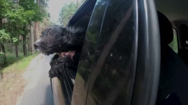 Чёрная собака с длинными волосами высунулась из окна машины и оглянулась вокруг, а ребёнок обнимает и поддерживает её. Собачье пальто развивается на ветру. Закрывай. Вид из машины. 4К. 25 кадров в секунду — стоковое видео