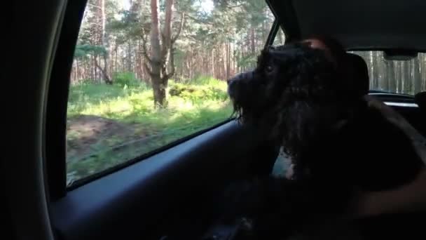 Schattige zwarte hond kijkt uit het raam van een snel bewegende auto en kijkt rond, en het kind knuffels en ondersteunt haar. Close-up. Uitzicht vanuit de auto. 4k. 25 fps — Stockvideo