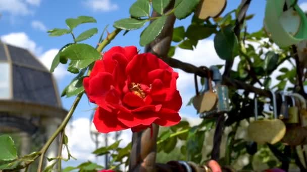 Detail, krásná červená růže, houpat ve větru proti modré oblohy za jasného slunečného dne. Pohled zdola. 4 k. 25 snímků / s. — Stock video