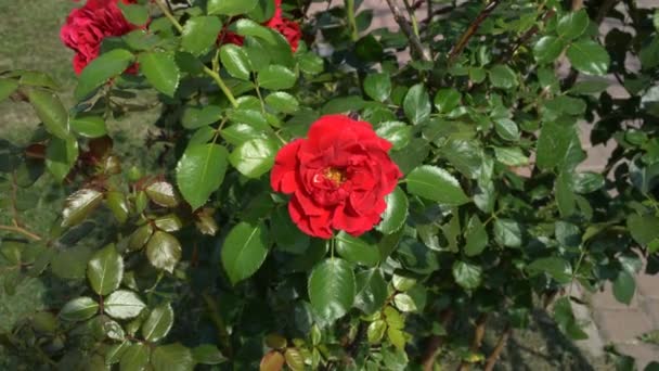 Rode decoratieve rozenstruik zwaaiend in de wind op een zonnige dag. Het uitzicht vanaf de top. 4 k. 25 fps. — Stockvideo
