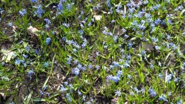 Scilla kardelen ormandaki siberica ya da mavi. İlk Bahar bluebells sallanır rüzgarda parlak güneşli bir günde. Bahar mavi çiçek alan. Üstten Görünüm. 4 k. 25 fps.