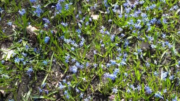 Scilla siberica of blauw snowdrop in bos. Eerste lente bluebells schommels in de wind op een zonnige dag. Veld voorjaar blauwe bloemen. Het uitzicht vanaf de top. 4 k. 25 fps. — Stockvideo