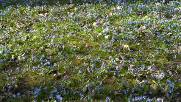 Glade av blå vårblommor i skogen på en solig dag. Scilla Siberian eller blå snowdrop i skogen. Vyn från toppen. Panorera från topp till botten. 4 k. 25 fps. — Stockvideo