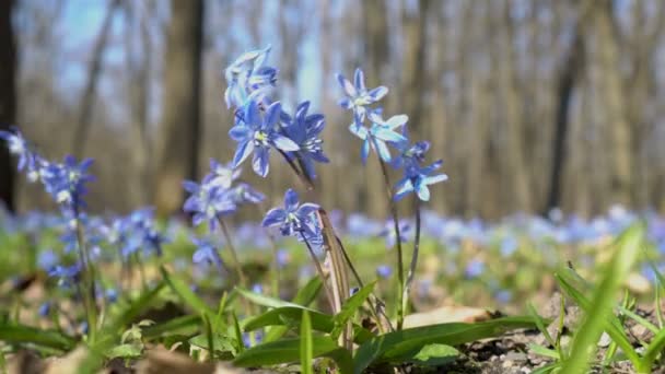 フォレストのクローズ アップ、シラー シベリアまたはブルー スノー ドロップ春の最初の花は明るい晴れた日に風に揺れます。地上から、下からの眺め。4 k. 25 fps. — ストック動画