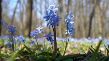 Gölge güneşli bir günde rüzgarda sway ilk bahar mavi çiçekler üzerinde çalışır. Scilla kardelen ormandaki siberica ya da mavi. Yakın çekim. Aşağıdan, zemin seviyesinden görüntüleyin. 4 k. 25 fps.
