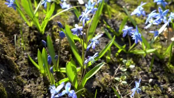 フォレスト内のクローズ アップ、スキュラ シベリアまたは青スノー ドロップ。明るい晴れた日の青い春の花のフィールド。頂上からの眺め。4 k. 25 fps. — ストック動画