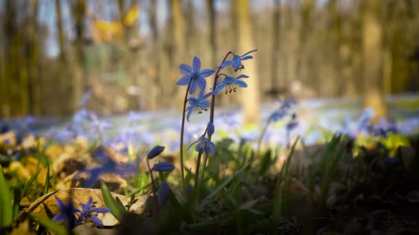 BlueBell all'ombra nella foresta primaverile. Close - up di Scilla siberica o bucaneve blu. Piccoli fiori che ondeggiano nel vento. Vista dal basso, dal piano terra. 4K. 25 fps . — Video Stock