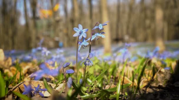 Bluebells güneşli bir bahar Park. Yakın - up Scilla siberica ya da mavi kardelen. Aşağıdan, zemin seviyesinden görüntüleyin. 4 k. 25 fps. — Stok video