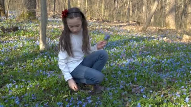 En liten flicka samlar Scilla Siberian eller blå snowdrop i en våren skog i en glänta. Hon sitter på knä i vita kläder. Fält av våren blå blommor. Porträtt. 4 k. 25 fps. — Stockvideo