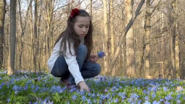 En liten flicka i vita kläder samlar in små blå blommor i skogen våren i en skogsglänta. Scilla Siberian eller blå snowdrop i skogen. Porträtt. Underifrån från marknivå. 4 k. 25 fps. — Stockvideo