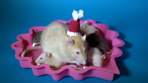 Urocza rodzina dekoracyjnych szczurów zjada ser na niebieskim tle w różowej płytce. Mama-szczur w czerwonym kapeluszu Świętego Mikołaja. 4K. 25 kl./s. — Wideo stockowe