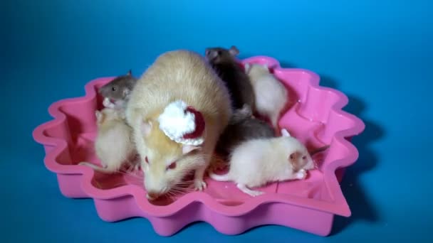 Folk leker och matar söta små råttor och deras mor i den röda hatten av jul tomten. En familj av råttor som sitter i en rosa platta på en blå bakgrund. Närbild. 4k. 25 fps. — Stockvideo