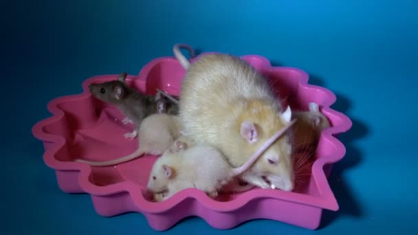 Close - up of a family of rats, an albino mom and her little black and beige baby rats who sit in a pink plate on a blue background and eat cheese. 4K. 25 fps. — Stock Video