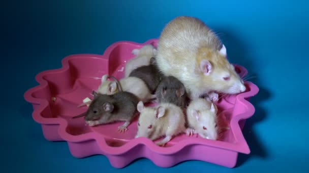 Kleine beige en zwarte baby ratten en hun grote moeder met rode ogen eten kaas zittend in een roze plaat op een blauwe achtergrond en ze zijn verlicht met een zaklamp. Close-up. 4k. 25 fps. — Stockvideo