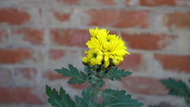 Une fleur de mauvaise herbe jaune solitaire sur une tige verte oscillant dans le vent contre un mur de briques. Concept. Ferme là. 4K. 25 ips . — Video