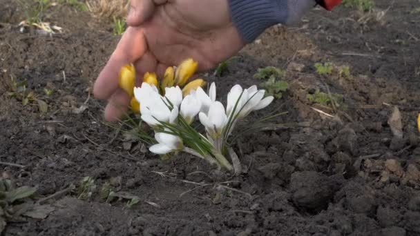 Bunte Blumen Krokusse in den Boden im Stadtpark gepflanzt. Nahaufnahme weißer, gelber und lila Krokusse. 4k. 25 fps — Stockvideo