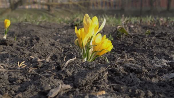 Yellow crocuses grow on the bare ground in the city Park and swing in the wind. Close-up Crocus. 4K. 25 fps. — Stock Footage Yellow crocuses grow on the bare ground in the city Park and swing in the wind. Close-up Crocus. 4K. 25 fps. Royalty Free Stock Video