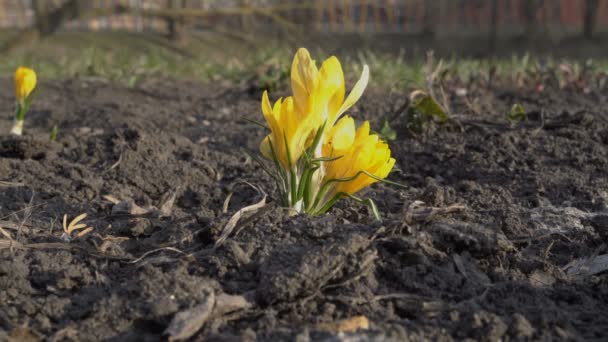 Żółte krokusy rosną na gołej ziemi w parku miejskim i huśtawka na wietrze. Zbliżenie Crocus. 4k. 25 klatek na sekundę. — Wideo stockowe