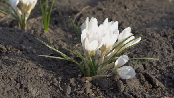 Güzel beyaz çiçekler çiğdemler şehir park çıplak zemin üzerinde büyümek ve rüzgarda salıncak. Yakın çekim Crocus. Üstteki görünüm. 4k. 25 fps — Stok video