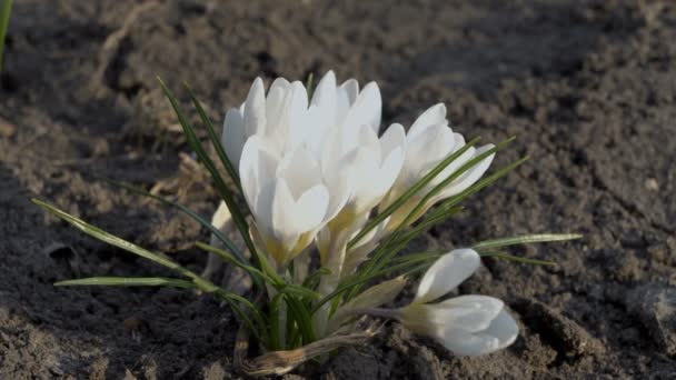 Крупним планом білі крокуси в сонячний весняний день. Невеликі весняні квіти розмальовуються на вітрі в міському парку. Вид зверху. 4K. 25 к/с . — стокове відео