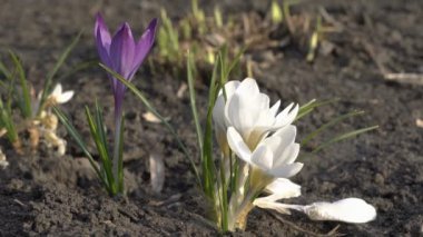 Güneşli bir günde ilk bahar çiçekleri. Küçük çiğdemler şehir park rüzgarda salıncak. Kapat şunu. Zemin seviyesinden görünüm. 4k. 25 fps
