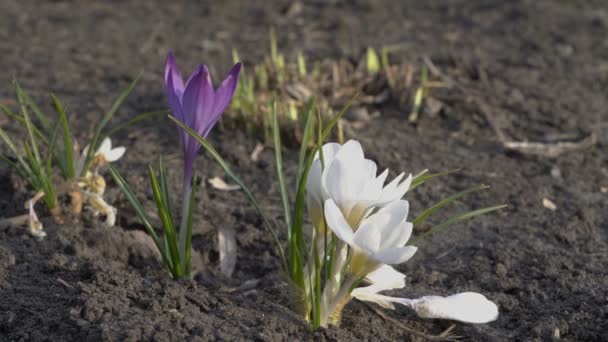 Fleurs blanches et violettes oscillent dans le vent dans la ville Parc sur le lit de fleurs au printemps. Gros plan sur Crocus. Vue depuis le niveau du sol. 4K. 25 ips . — Video