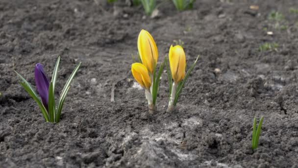 Närbild av vackra knoppar av gula och lila krokusar som växer på den kala marken på en blomma säng i stads parken på våren vid solnedgången. Utsikt från mark nivå. 4k. 25 fps — Stockvideo