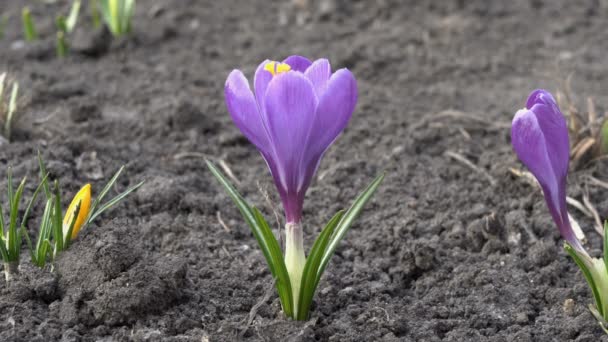 Samotny purpurowy kwiat Krokus na gołej ziemi na kwietnym łóżku w parku miejskim wiosną o zachodzie słońca. Z bliska. Widok z poziomu gruntu. 4K. 25 kl./s — Wideo stockowe