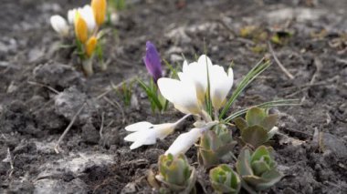 Gün batımında baharda güzel beyaz, mor ve sarı Crocus çiçekleri. Kapat şunu. Zemin seviyesinden görünüm. 4k. 25 fps