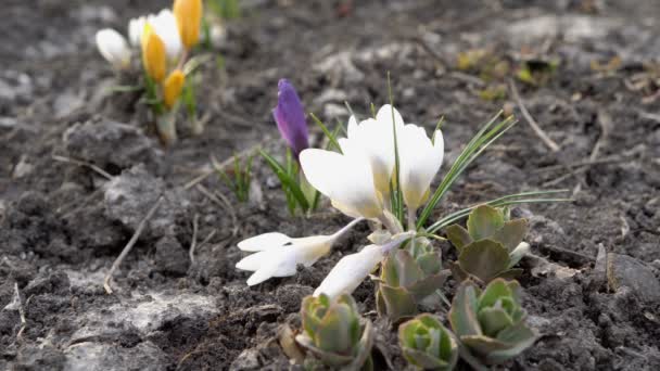 Schöne weiße, violette und gelbe Krokusblüten im Frühling bei Sonnenuntergang. Nahaufnahme. Blick aus dem Erdgeschoss. 4k. 25 fps — Stockvideo