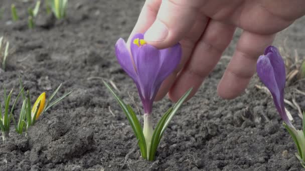 Man onderzoekt en zachtjes streelde de bloem van Purple Crocus, die alleen groeit op de grond in het voorjaar in het Park. Zeer close-up. Mening van grondniveau. 4k. 25 fps — Stockvideo