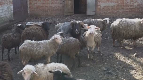 Uma manada de ovelhas e cabras pretas e brancas com chifres caminham e correm no cais no quintal em um dia de verão ensolarado. 4K — Vídeo de Stock