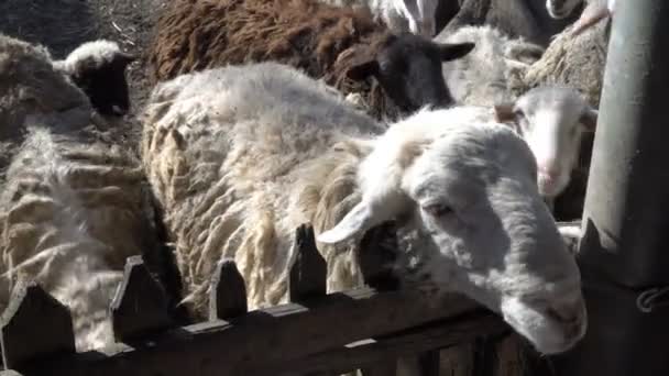 Curiosa oveja blanca y negra con pelo largo mira a través de la valla en el zoológico en un día soleado de verano. De cerca. 4K — Vídeos de Stock