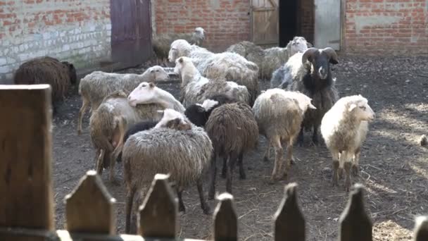 Una manada de ovejas domésticas con el pelo largo pastando en una pluma detrás de la valla en un día soleado de verano. 4K — Vídeo de stock