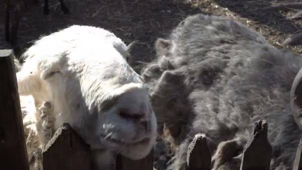 Zbliżenie głowy białej owcy i czarnej kozy z rogami, które patrzą na ogrodzenie w słoneczny letni dzień. 4K — Wideo stockowe