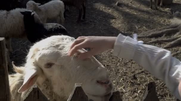 在一个阳光明媚的夏日，一个小女孩在动物园里抚摸着一只白羊的头。特写。缩放。4k — 图库视频影像