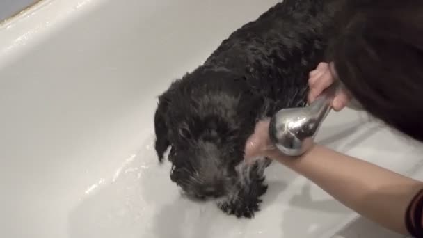 Una mujer lava un perro blanco y negro en la bañera blanca y le echa agua de la ducha. Perro con un abrigo rizado largo. La vista desde arriba. 4K — Vídeo de stock