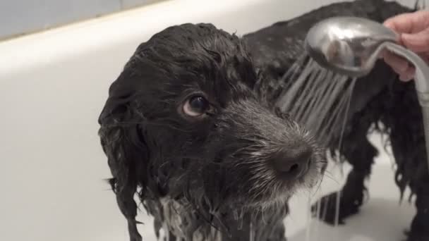 Крупный план грустной черно-белой собаки, которую вымывают в белой ванне и поливают водой из душа. 4K — стоковое видео