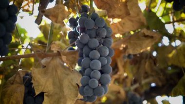 Siyah ev yetiştirilmiş üzüm güzel bir demet bir güneşli gün bir şube üzerinde solmuş yeşillik arka plana karşı asılı. Kapat şunu. Alt görünüm. Sığ alan derinliği. 4k