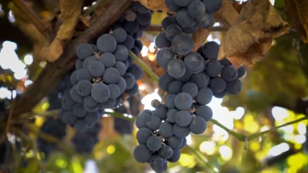 Bando de uvas pretas penduradas em um ramo em um dia ensolarado. Fecha. Vista inferior. Profundidade de campo rasa. 4K — Vídeo de Stock