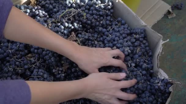Жіночі руки перемішують і сортують букети чорного винограду в картонній коробці після збору в сонячний день. Крупним планом. Вид зверху. 4-кілометровий — стокове відео