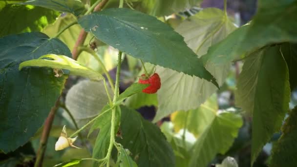 En ensam röd hallon bär hänger på en buske i skuggan under ett grönt blad och gungar i vinden. Koncept. Närbild. Sidovy. 4K. — Stockvideo